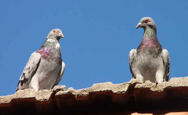 Faire fuir les pigeons : 14 astuces inoffensives pour les chasser d'un toit  ou d'un balcon